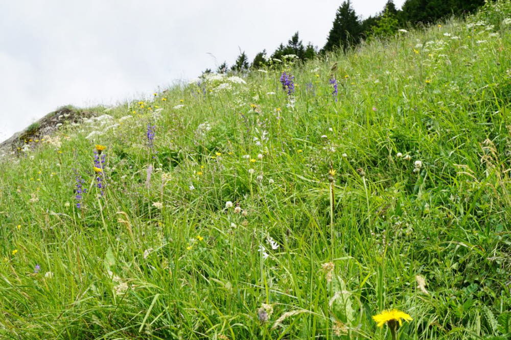 Tirol_2015_06-70