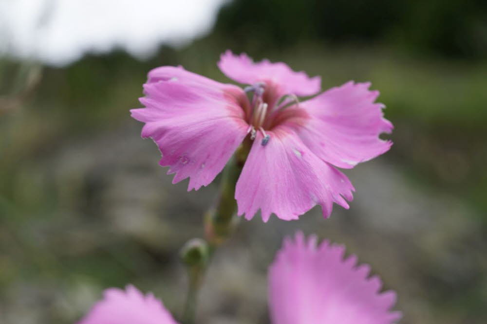 Tirol_2015_06-71
