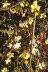 Voels_02_2018-120