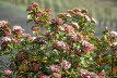 Voels_201903-186