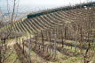 Voels_201903-187