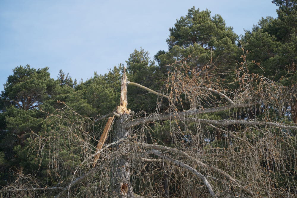 Voels_201903-42