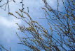 Voels_201903-60