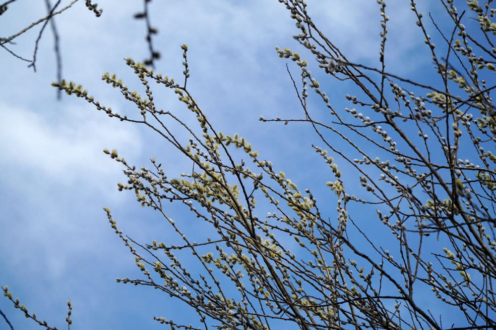 Voels_201903-60