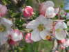 2003